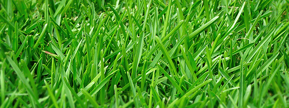 Gramados, atenção ao pH do solo