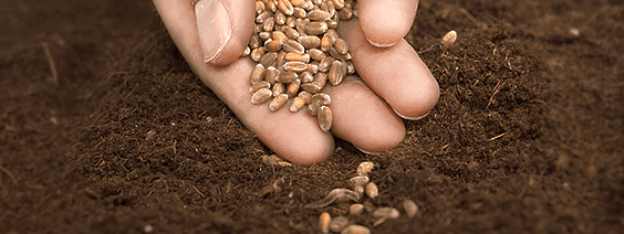 Formação de gramados por sementes