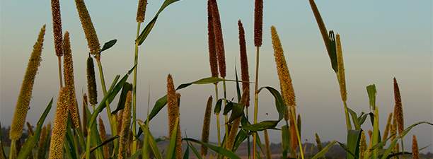 Milheto: cobertura de solo