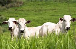 Foto criação e pastagem Pró Sementes