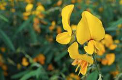 Foto Leguminosas Pró Sementes