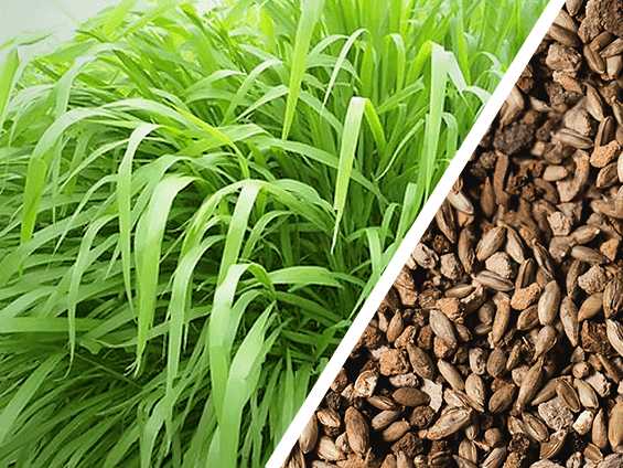 Foto Semente de capim aruana