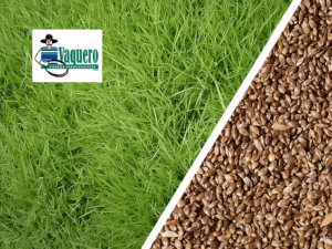 Imagem dividida em duas, na diagonal, com capim Vaquero de um lado e suas sementes do outro.