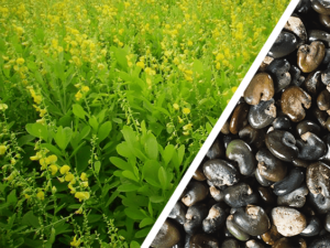 Imagem dividida em duas, na diagonal, com a leguminosa Crotalária Spectabilis de um lado e suas sementes do outro.