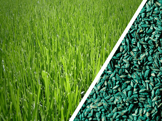 Foto Semente de Grama bermuda riviera