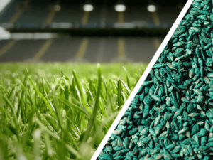 Foto Semente de Grama cynodon dactylon