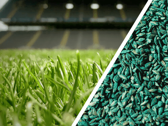 Foto Semente de Grama cynodon dactylon