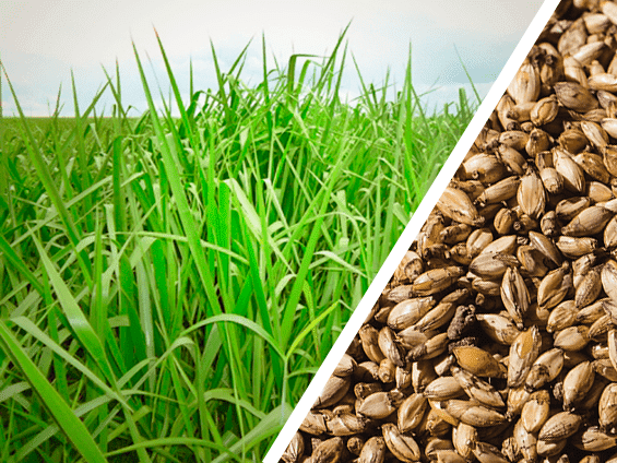 Foto Semente marandu