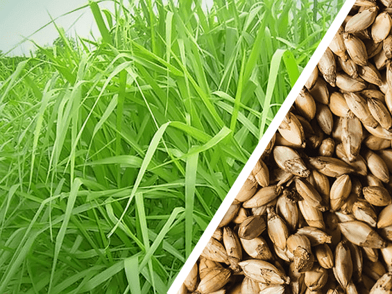 Foto Semente mg5 xaraes