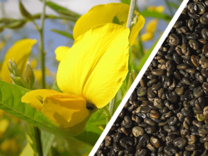 Imagem dividida em duas, na diagonal, com a leguminosa Crotalária Juncea de um lado e suas sementes do outro.