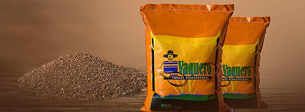 Capim Vaquero: o máximo em rendimento