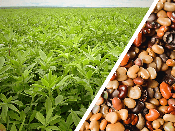 Foto Semente de estilosante