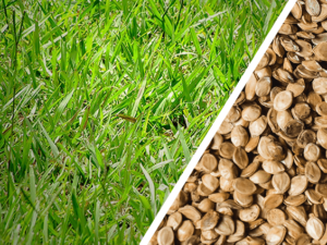 Foto Semente de Grama Batatais