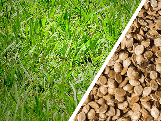 Foto Semente de Grama Batatais