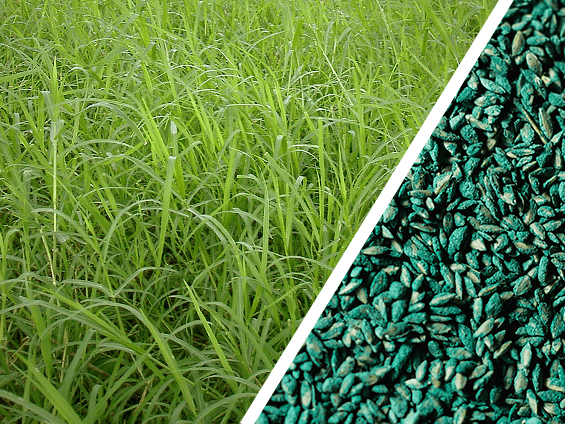 Foto Semente de Grama Ryegrass