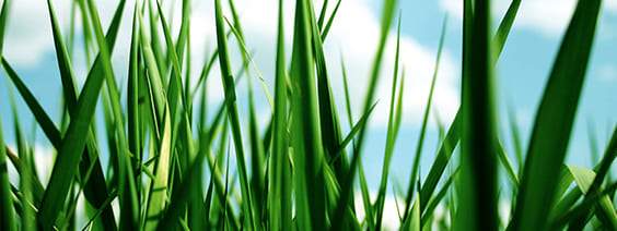 Plantio de grama em área descoberta