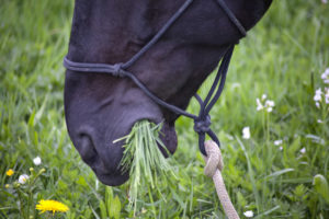 Imagem aproximada da boca de um cavalo rente ao chão, mastigando capim.