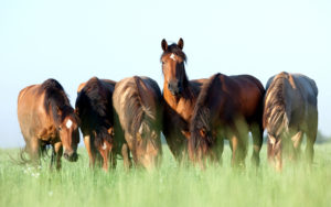 Imagem da pastagem com capim alto à frente e seis cavalos se alimentando dela ao fundo.