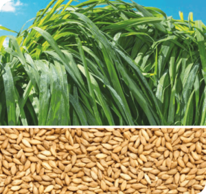  Imagem dividida em duas, na horizontal, com capim Tamani acima e suas sementes abaixo.