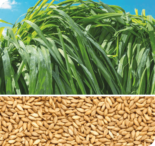 Imagem dividida em duas, na horizontal, com capim Tamani acima e suas sementes abaixo.