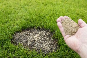 Imagem de uma mão segurando várias sementes de grama e um gramado com um grande buraco sem gramas ao fundo.