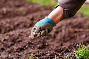  Imagem de uma mão jogando fertilizante no solo de terra.