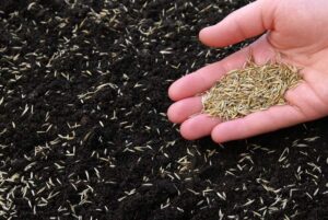  Imagem de um solo de terra repleto de sementes de grama, com uma mão segurando muitas sementes acima dele.