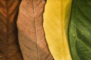 Imagem de quatro folhas lado a lado, sendo uma verde, uma amarela, uma marrom e uma marrom escuro, representando o processo de secagem.