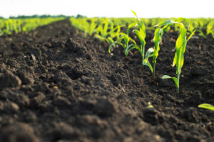 Imagem de um solo de terra descompactado, com uma fileira de mudas de milho plantadas ao lado